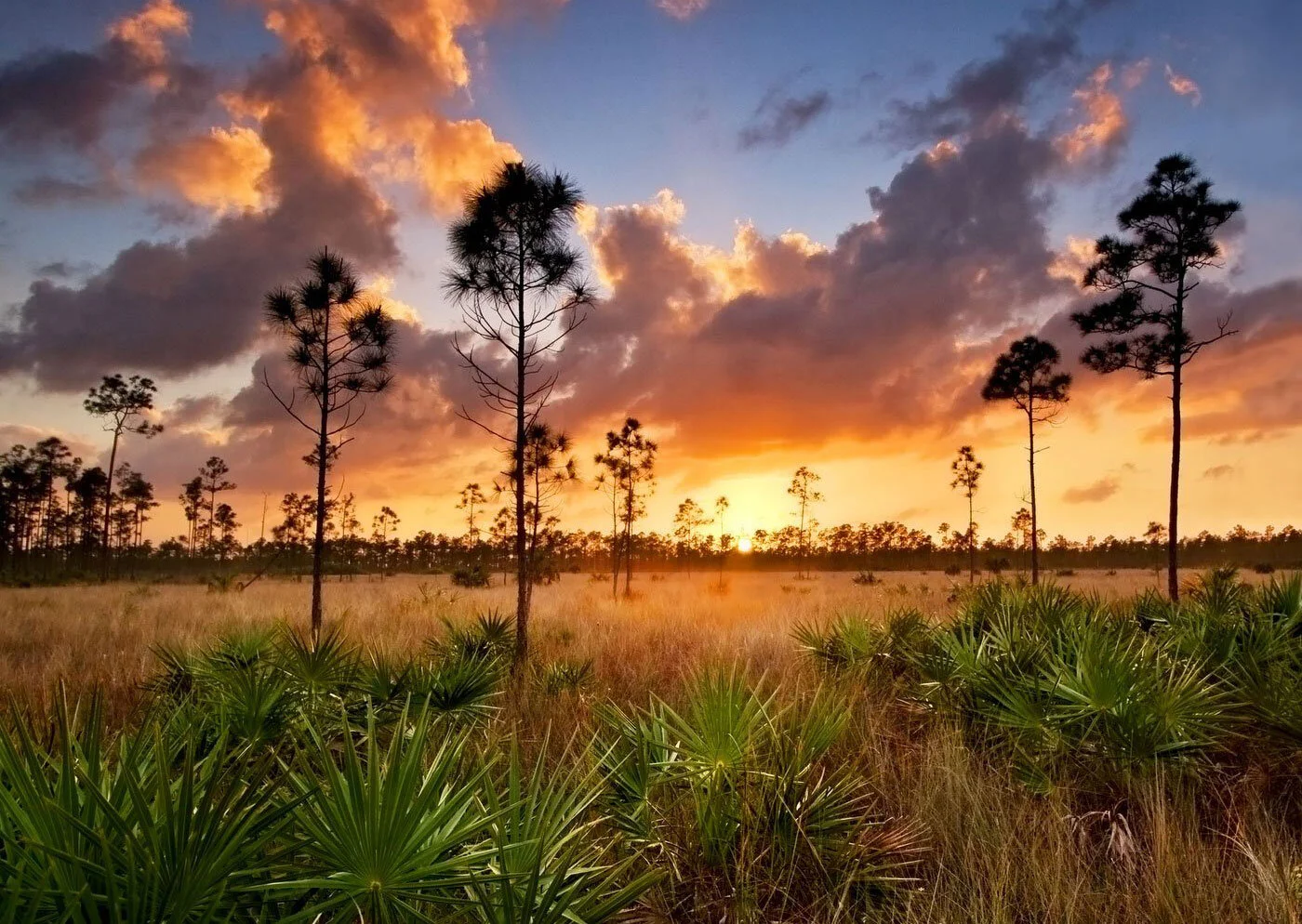 Florida landscape